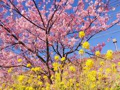 第35回河津桜まつり