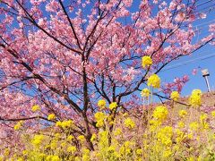 第34回河津桜まつり