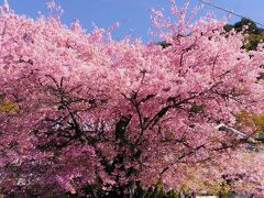 河津桜原木