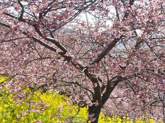 松田山　西平畑公園の河津桜と菜の花