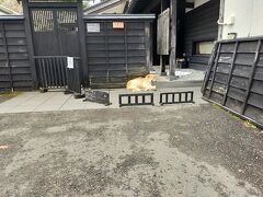 街並みもいいんだけど、民家の前でだらしなく寝てた秋田犬にほっこりさせられた。