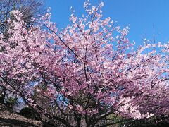 伊豆高原桜並木