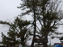 阿蘇神社 高砂の松