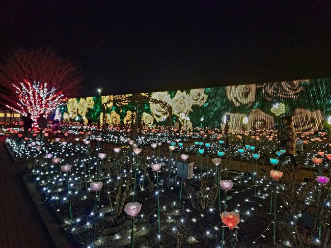 『光のバラ園』更に壁画はyellow roseに薔薇ライトの色も変化していきます。