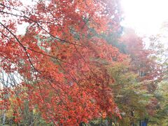 せっかくこの季節に来たのだから、ということで紅葉を探してもみじラインをドライブ。
赤いとこ無理やりとってそれっぽくしてますが、紅葉がちょっと物足りない・・・