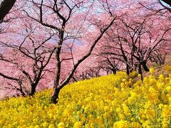 山の斜面に咲く河津桜に菜の花美しいですね