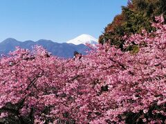 富士山に箱根の外輪山に河津桜美しい風景ですね