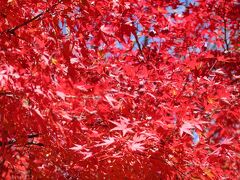 こんなに綺麗な紅葉は久しぶりに見ました。