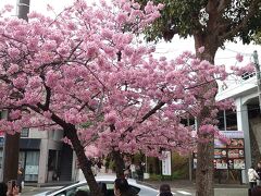 第35回河津桜まつり