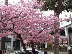 第34回河津桜まつり