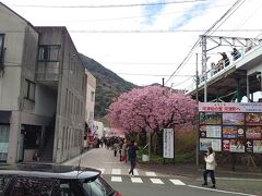 第34回河津桜まつり