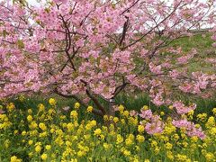 第35回河津桜まつり