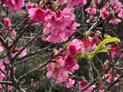 名護中央公園、天上展望台付近の緋寒桜。