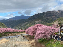 第34回河津桜まつり