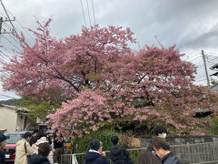 河津桜の原木
河津桜は、寒緋桜と大島桜が自然交配したもので、この原木は樹齢約70年だつて。