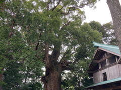 御神木の大楠
熱海の来宮神社も大きいけど、この大楠も樹齢千年を超えて、大きい。