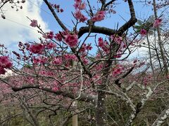 八重岳の緋寒桜。