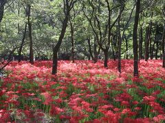 10月に入ってまず訪れたのが曼殊沙華で有名な日高の巾着田。