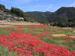 この日は、この後、棚田の田園風景と曼殊沙華を見に、秩父の寺坂棚田へ向かいました。