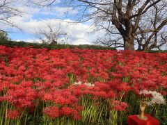 こちらは別の日に行った、同じく曼殊沙華が有名な幸手の権現堂。
こちらは桜と菜の花のコラボが見られる場所として有名ですが、曼殊沙華もすばらしいようで、初めて行ってみました。