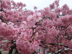 駅を降りると満開のピンクの桜の花！