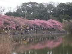 湖面に映るサクラ