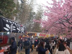 三浦海岸桜まつり