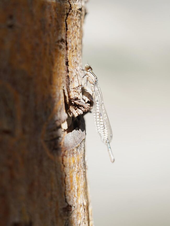 小さくて奇麗なトンボがいた。<br />ソニーのミラーレスに標準ズームレンズだが、ほんと今どきのデジカメは凄い。強力な手振れ補正のお蔭。