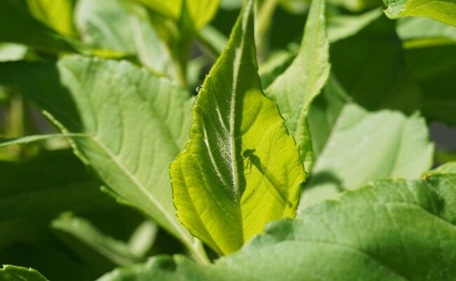 何を撮ったか分かるかな？