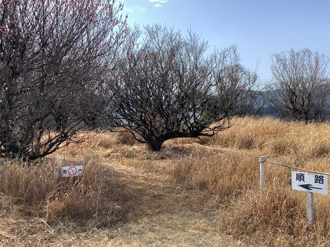 道順に行ってみますが見渡す限り梅の花は咲いていません。<br /><br />見る限りでは木は枯れているかと思います。