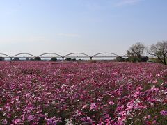 こちらは、鴻巣（旧吹上）の荒川河川敷にあるコスモス畑。
コスモス祭りを過ぎた平日でしたが、思った以上に咲いていて、来場者もも多くてびっくり。