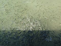 遊覧船を降りたところには、このように魚がいっぱい！この湖の至るところにお魚さんがいっぱいいます。