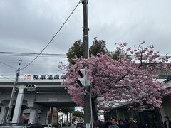 ホテルのバスでふたたび河津駅に戻る。ここから本日の花見スタート。