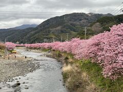 ここからみる上流の桜並木もカーブを描いて美しい。もうひとつ先のかわずいでゆ橋のあたりも最高にきれいなんだけど。そこまで行くとかなり長くなるのでこのあたりで折り返し。