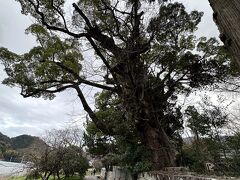 来宮橋の由来でもある来宮神社。ここは桜ではなく楠の大木が見どころ。神社脇の木もこんな大木。