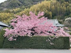 駅にだいぶ近いところにかじやの桜。民家の立派な横広がりの桜です。数年前に強風で真ん中のあたりが折れたようで可哀そうな姿になりましたけど、だいぶ枝が復活しましたね。人が少ないのが不思議なくらいきれいに咲いてます。