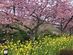 菜の花と桜のコンビネーションが見事！
この光景が見たかった！
写ってはいませんが、自撮りやモデルポーズの観光客がいっぱいでしたよ！
観光客をよけて撮るのに一苦労。