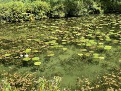 昼食を終え　モネの池へ　

この池「名もなき池」が正式名称？

モネの池は通称らしい

