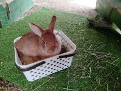 昼食は「月うさぎの里」というところでいただきました。
庭にいろんなウサギがいて餌もやれます。
ふかふかで可愛い。