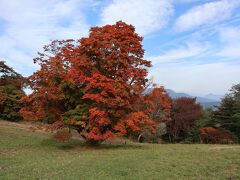 最後、立ち寄ったのが大峰高原七色大カエデ。
なかなかの巨木で、紅葉もちょうど見頃できれいでした。

