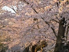 ということで、ここから桜並木に沿ってお花見を♪
絶景とはいえ２キロ超の区間を歩くのも大変なので、「泉橋」のあたりから下流側に向かって歩いていきます。