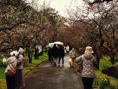 熱海梅園。あいにくのお天気。お花はこれで見ごろ？