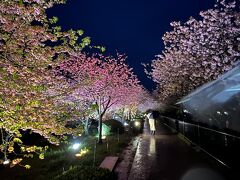 河津桜祭りに来ました。18時からライトアップが始まります。