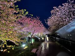 第34回河津桜まつり