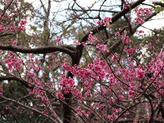 八重岳に来ました
もとぶ八重岳桜まつりは私たちが訪れた数日後から開催

まだ寒緋桜は１分咲きらしいけど、場所によっては咲いてます