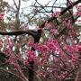 	 2024年１月　沖縄本島・与那国・石垣島の旅　その２　２日目は桜と展望台と久しぶりのネオパークオキナワ、沖縄逸の彩リゾートも面白かった