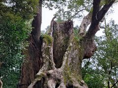 樹齢２～３千年

昭和３８年の落雷で上が折れちゃったけど
まだしっかりと葉を茂らせて

この山の主なんだなって風格がある

