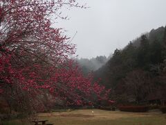 梅が見頃と聞いた通りです。青空の方が映えるのかもしれませんが、誰もいない公園でお花鑑賞も悪くない。向こうの山には霧が立ち込めて、趣があります。