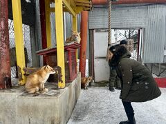 【北きつね牧場】
園内の遊歩道を1周ぐるりと周り出入り口付近にある稲荷神社に戻ってきました。ナイスな写真すぎませんか！！！

1周ぐるりの所要時間は10分ほどでしょうか、きつねを観ながら回ってもそんなに時間はかかりません。
きつねは夜行性のため、15時以降にくるのが飼育員さんのおすすめとのことでした。

売店はどこか懐かしさの溢れる館内です。今や貴重となった動物たちの剥製や木製品の展示もあります。
北海道のお土産や産地の野菜のほか、牧場で育ったきつねの写真集などのオリジナルグッズの販売もしています。

地元のアイスとジェラートも売っていました、休憩にいいですね。

▼北きつね牧場
住所：〒091-0157 北海道北見市留辺蘂町花丘52-1
TEL：0157-45-2249

・営業日：年中無休 
災害時などの臨時休業等がある場合はHPにてお知らせあり
 
・営業時間：9:00～16:00 (最終入場時刻15:30)
※夏季営業(5月～10月末）9:00～17:00 (最終入場時刻16:30)
※冬季営業(11月～4月末）9:00～16:00 (最終入場時刻15:30)

・入場料
大人(高校生以上)500円
中学生400円
小学生300円
幼児無料
※20名以上で団体割引有

https://kitakitsune-farm.com/