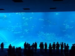 続いて、沖縄美ら海水族館。